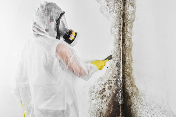 Best Black Mold Remediation in Whitney, TX