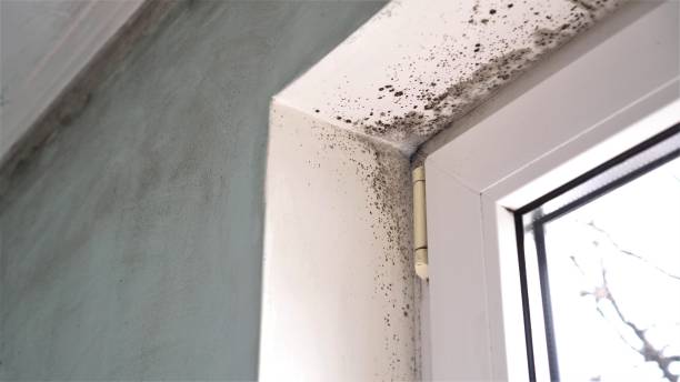 Best Kitchen Mold Remediation in Whitney, TX