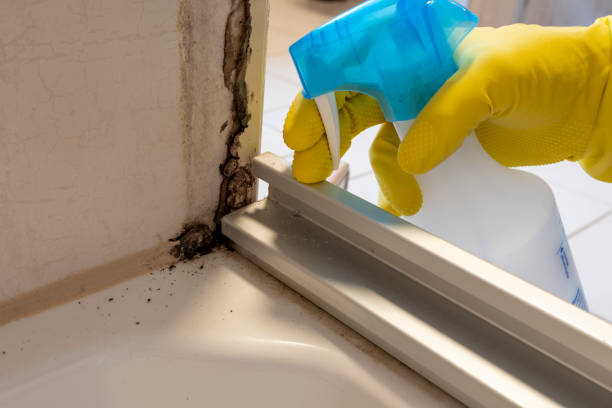 Best Mold Remediation for Specific Building Types in Whitney, TX