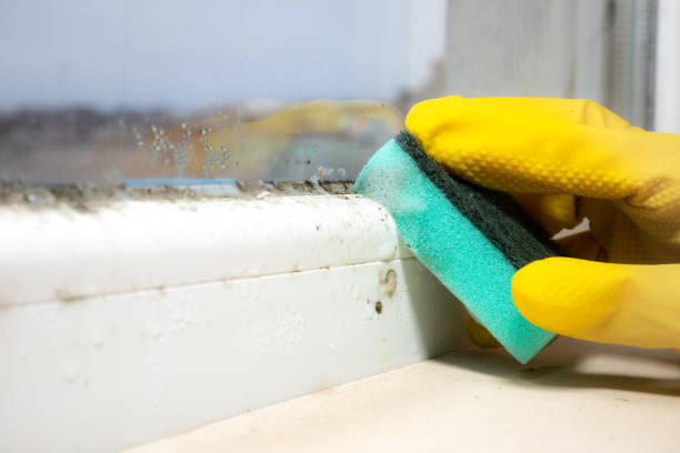 Best Residential Mold Remediation in Whitney, TX