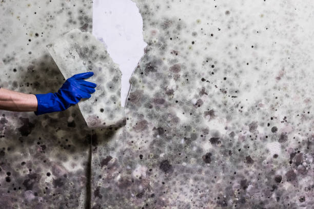 Best Health and Safety Mold Remediation in Whitney, TX